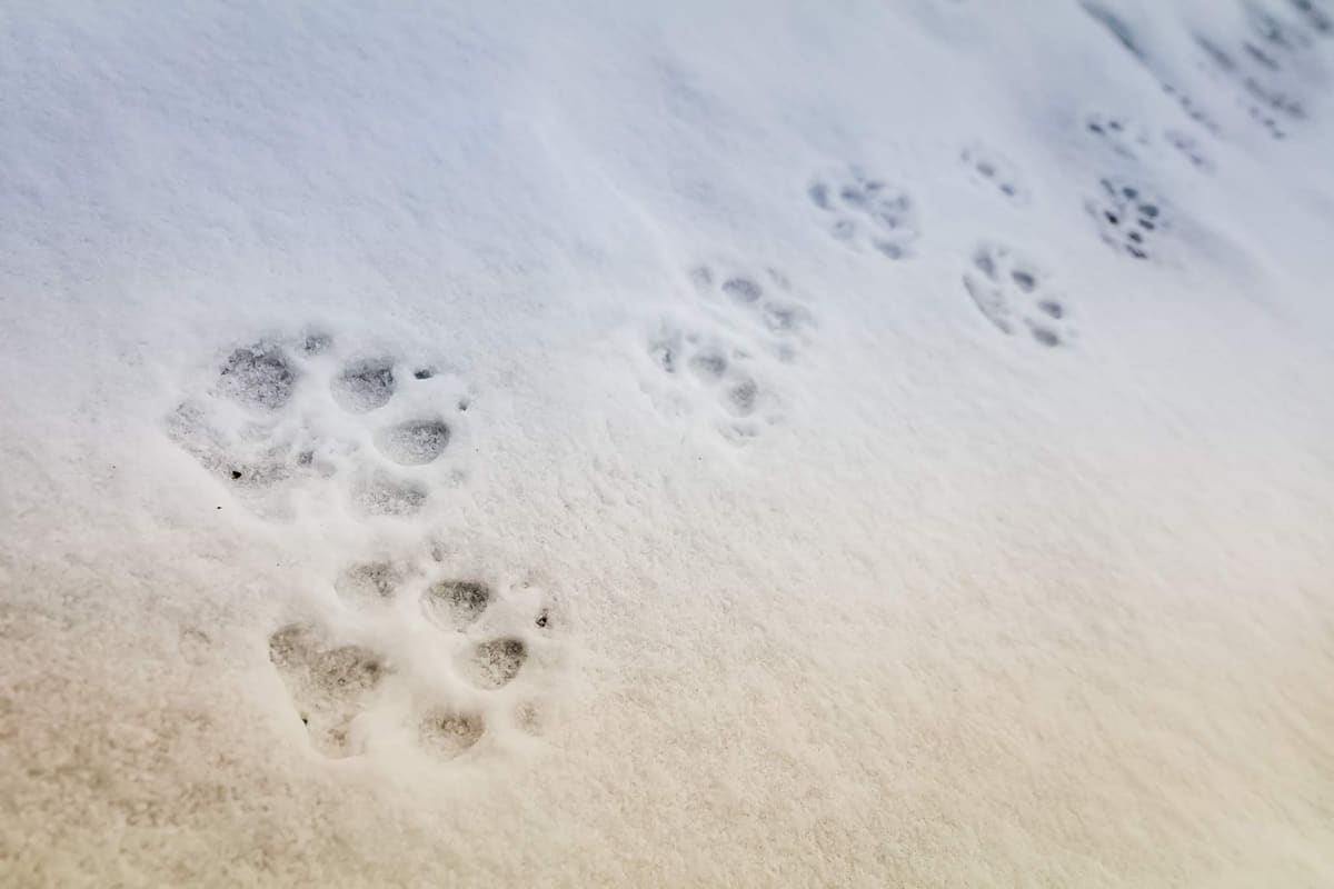 Tracks in Snow